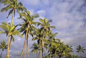 Images Dated 27th May 2004: USA, Hawaii, Maui, Kihei Evening light on palms in wind