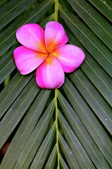 Maui Prints: USA, Hawaii, Maui, Kihei. Palm leaf with single Plumeria flower bloom