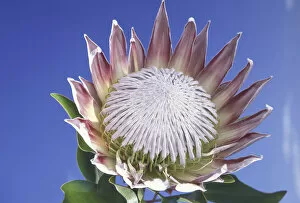 Images Dated 27th May 2004: USA, Hawaii, Maui King Protea against a blue sky