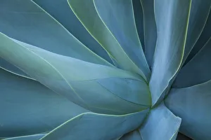 Agave Prints: USA, Hawaii, Maui, Kula, agave plant design