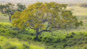 Images Dated 12th June 2020: USA, Hawaii, Maui, Kula upcountry lone tree