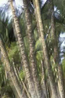 Images Dated 27th May 2004: USA, Hawaii, Maui, Maui, Kihei Palm tree trunks