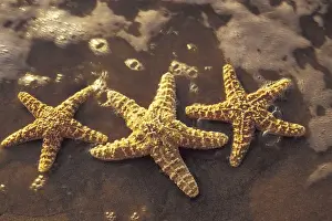 Echinoderm Prints: USA, Hawaii, Maui, Maui, Kihei Starfish and surf at sunset