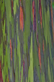 Maui Prints: USA, Hawaii, Maui. Rainbow eucalyptus