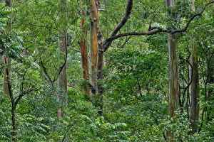 Maui Prints: USA, Hawaii, Maui. Rainbow eucalyptus forest