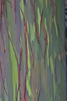 Strip Prints: USA, Hawaii, Maui. Rainbow eucalyptus tree trunk with strips of greens and tan