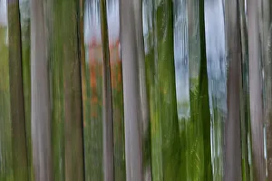 Maui Prints: USA, Hawaii, Maui. Rainbow eucalyptus tree trunks Panning up and down