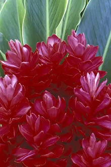 Images Dated 27th May 2004: USA, Hawaii, Maui Red ginger (Alpinia purpurata)