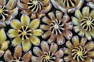 Seed Prints: USA, Hawaii, Maui. Seed pods open in circular design