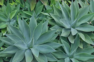Maui Prints: USA, Hawaii, Maui. Tropical garden and blue green yucca plant