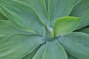 Maui Prints: USA, Hawaii, Maui. Tropical garden and blue green yucca plant
