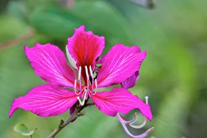 Maui Prints: USA, Hawaii, Maui. Tropical garden with bright pink Bauhinia tropical tree