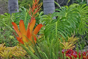 Maui Prints: USA, Hawaii, Maui. Tropical garden with Bromide, Philodendron and Palm tree trunks