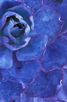 Images Dated 1st September 2009: USA, Hawaii, Maui. Tropical plant detail