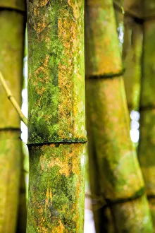 Full Prints: USA; Hawaii; Oahu; Close up of Bamboo stocks