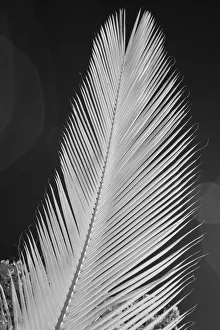 Images Dated 2nd July 2020: USA, Hawaii, Oahu. Garden foliage from the Island of Oahu