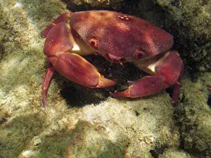 Snorkeling Prints: USA, Hawaii, Oahu, Hanauma Bay Nature Preserve - Convex Crab ( Carpilius convexus