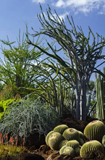Images Dated 10th February 2015: USA, Hawaii, Oahu, Honolulu. Cactus garden at Kapiolani Community College