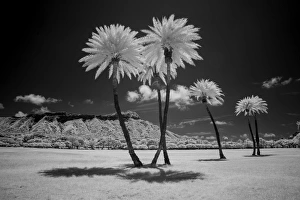 Hawaii Prints: USA, Hawaii, Oahu, Honolulu, Kapiolani Park Diamond Head, Infrared palm trees