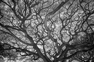 Low Angle Prints: USA, Hawaii, Oahu, Honolulu, Twisted limbs of a tree