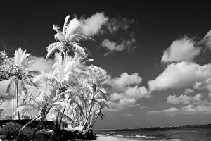 Away From It All Prints: USA, Hawaii, Oahu. Infrared of palm trees and beach