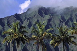 Crag Prints: USA, Hawaii, Oahu, Pali Cliffs. The green and grey mottled crags of Pali Cliffs rise