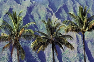Crag Prints: USA, Hawaii, Oahu, Pali Cliffs. Palm trees filter the verdigris-speckled Pali Cliffs