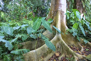 Hawaii Prints: USA; Hawaii; Oahu; Philodendrons Growing in Forest