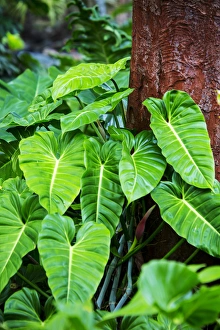 Beauty Prints: USA; Hawaii; Oahu; Philodendrons Growing in Forest