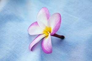 Images Dated 13th January 2010: USA; Hawaii; Oahu; Plumeria flowers in bloom