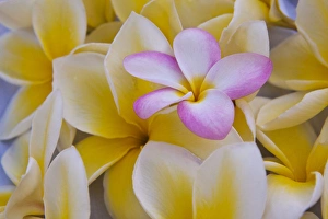 USA; Hawaii; Oahu; Plumeria flowers in bloom