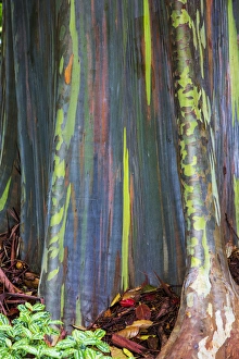 Hawaii Prints: USA; Hawaii; Oahu; Rainbow eucalyptus Tree growing in forest