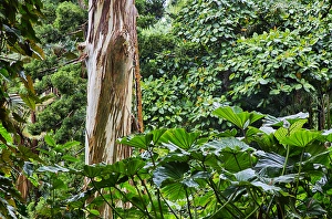 USA; Hawaii; Oahu; Rainbow eucalyptus Tree growing in forest