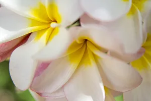 Full Prints: USA; Hawaii; Oahu; Tropical Gardens with close up of a Plumeria flower