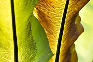 Full Prints: USA; Hawaii; Oahu; Tropical Gardens with philodendrons
