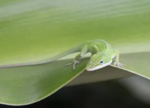 Depth Of Field Prints: USA, Hawaii, Oahu, Waimea Botanical Garden, Green Anole (Anolis Carolinensis)