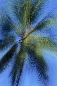 Images Dated 16th December 2014: USA, Hawaii. Palm tree montage. Credit as: Marie Bush / Jaynes Gallery / DanitaDelimont
