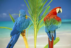 Macaw Prints: USA, Hawaii. Parrots at the beach