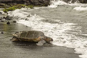 Images Dated 20th March 2018: USA, Hawaii, Punalu u Black Sand Beach. Green sea turtle entering surf. Credit as