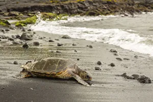Images Dated 20th March 2018: USA, Hawaii, Punalu u Black Sand Beach. Green sea turtle entering surf. Credit as