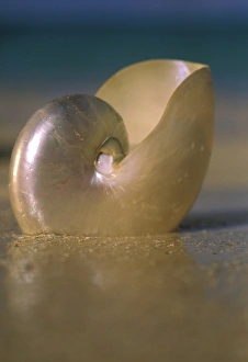 Scientific Prints: USA, Hawaii. Shell on beach