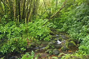 USA. Hawaii. A stream courses through tropical vegetation on the Big Island of Hawaii