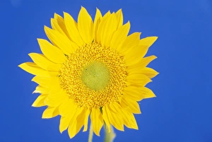 USA, Hawaii. Sun flower