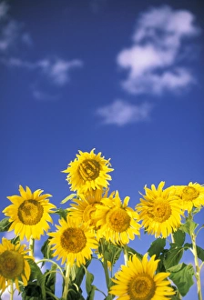 Elan Sunstar Prints: USA, Hawaii. Sunflowers