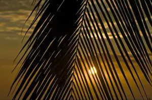 USA, Hawaii. Sunset over the Pacific Ocean seen through the leaves of a palm tree