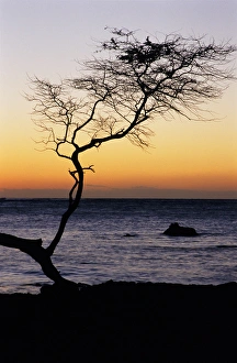 Images Dated 16th December 2014: USA, Hawaii. Tree silhouette at twilight
