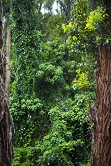 Images Dated 23rd April 2009: USA, Hawaii. A tropical rain forest draws you in for exploring