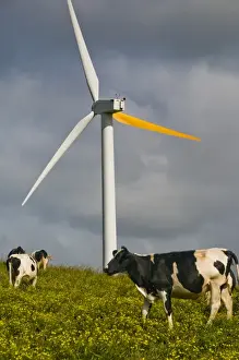Turbine Prints: USA, Hawaii, Upolu Point. Cows grazing on the grass at a windmill farm