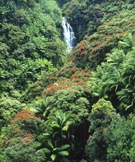 Images Dated 6th June 2007: USA, Hawaii, Waterfall in a tropical rain forest