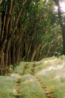 Pathway Prints: USA, Hawaii. Wooded trail